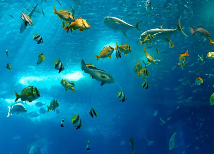 Marine Fish With Names And Descriptions A List With A Photo 1