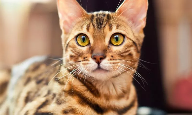 Bengalskaya Koshka