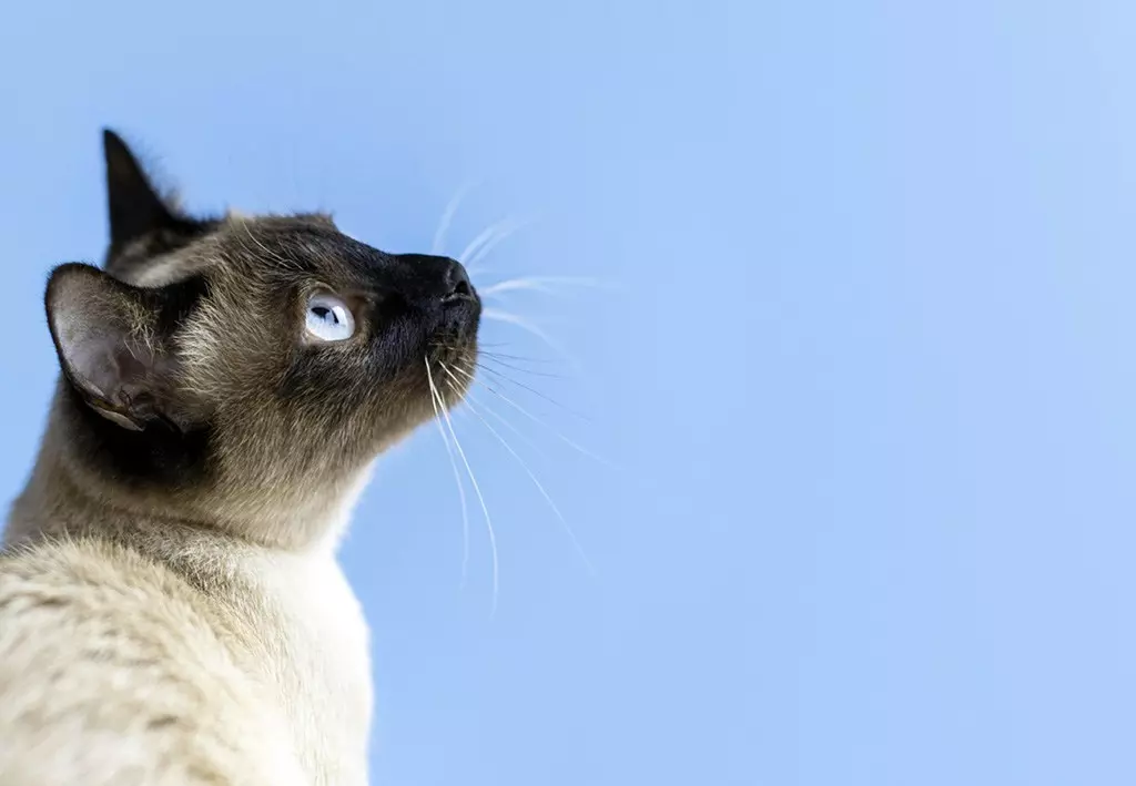 Cat Name