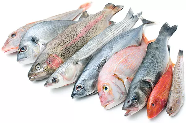 Directory Fish