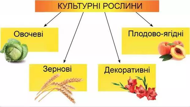 03015t17 C333 621x350 1