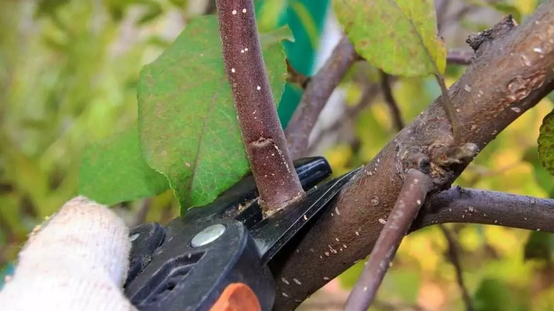 11 12 29 23 57 Large