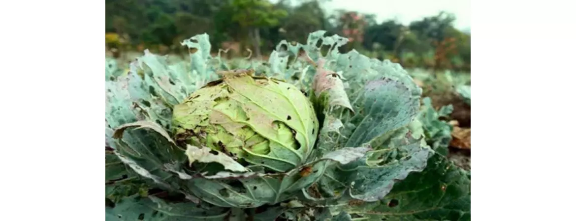 Bilokrylka Na Gl 1170x450 139