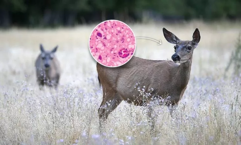 Cwd Virus