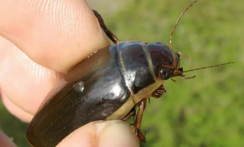 Dytiscus Circumcinctus11 9baa8a3d442ab3681f9e9a8319acee64 1200x675