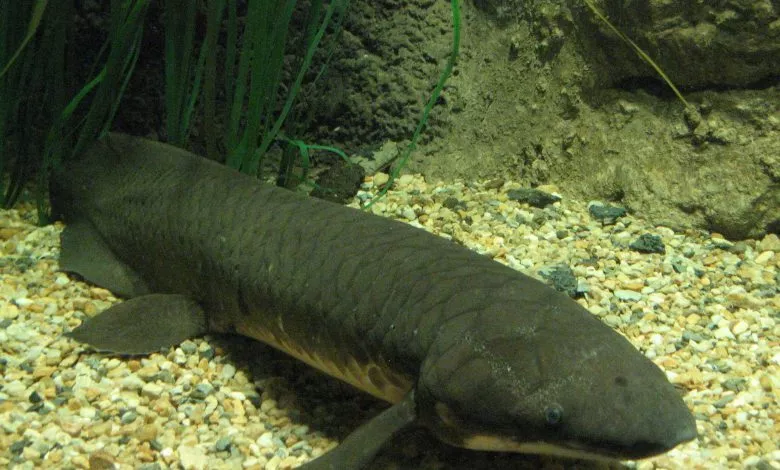 Neoceratodus Forsteri 2014 09 19