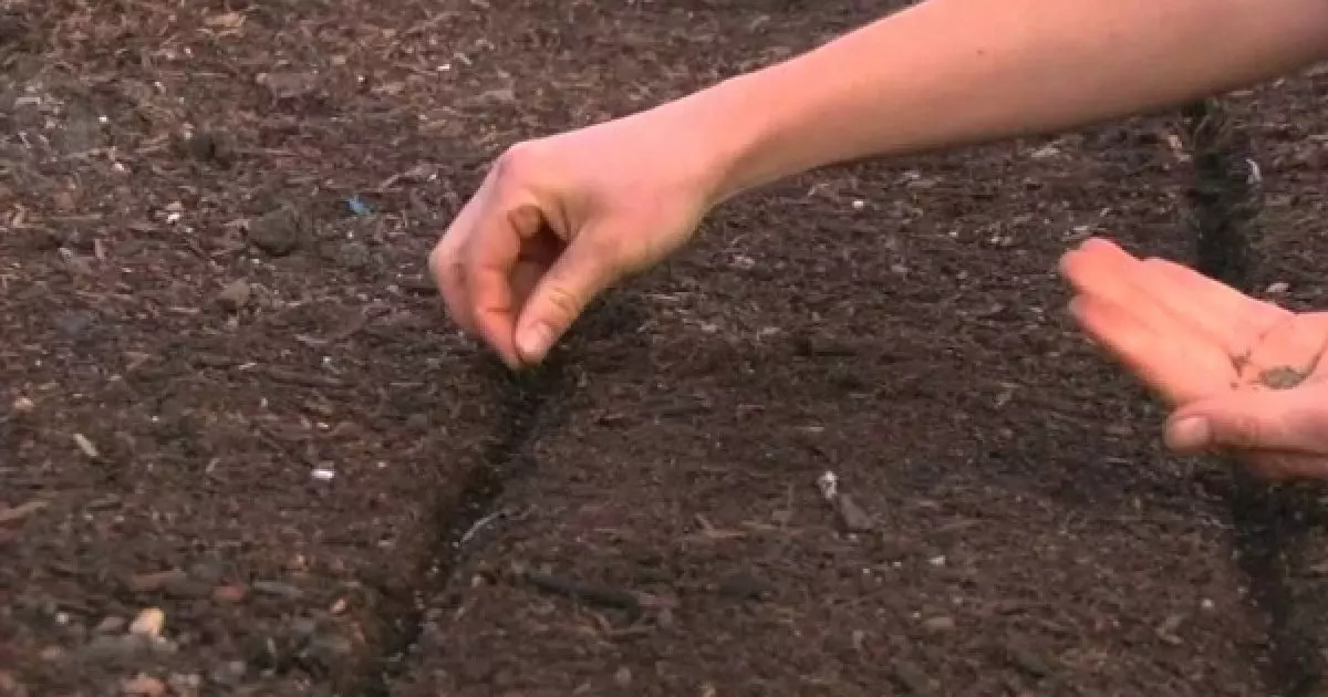 E8f871f443a2395f7e105cfde1dfe1db