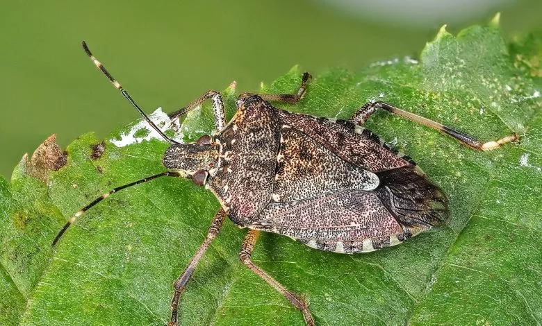 Halyomorpha Halys 51739836876