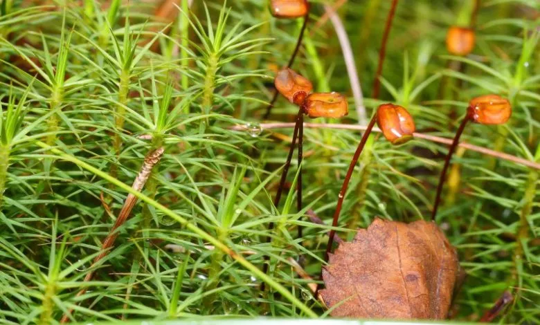 Polytrichum Commune