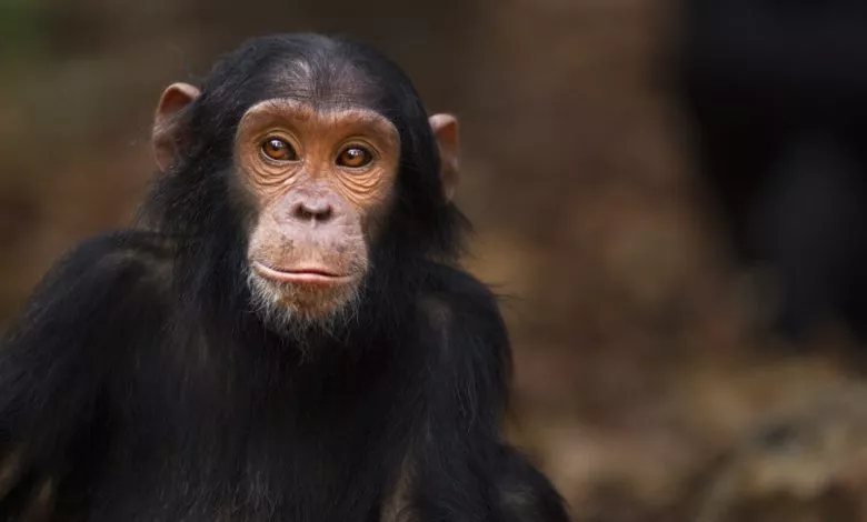 1744738844 Vid Mavp Do Liudey Nespodivani Fakty Pro Prymativ Iakykh Vy 1536x864 1