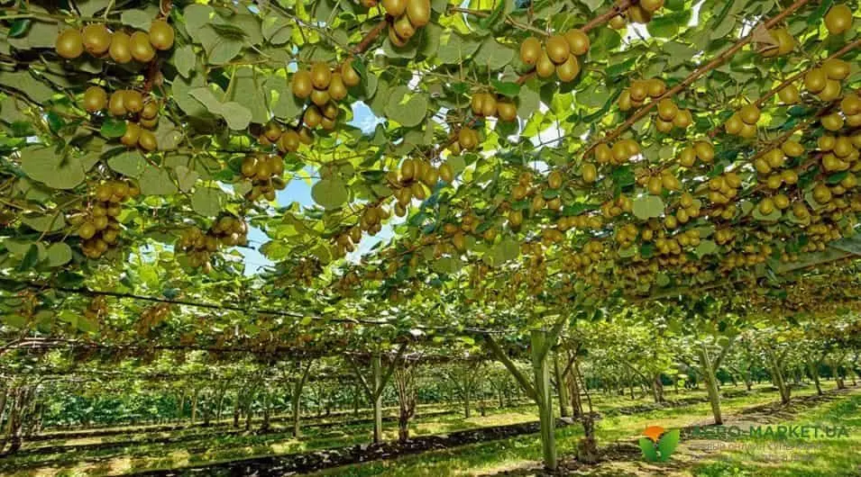 3e0451c915ed2cfa8ca1295bc43dd1cc