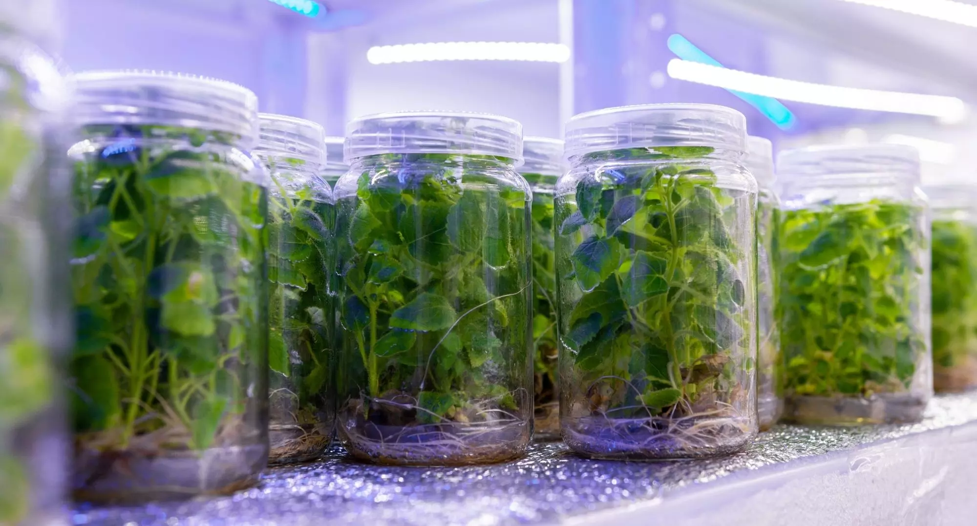 616feda764461956333345