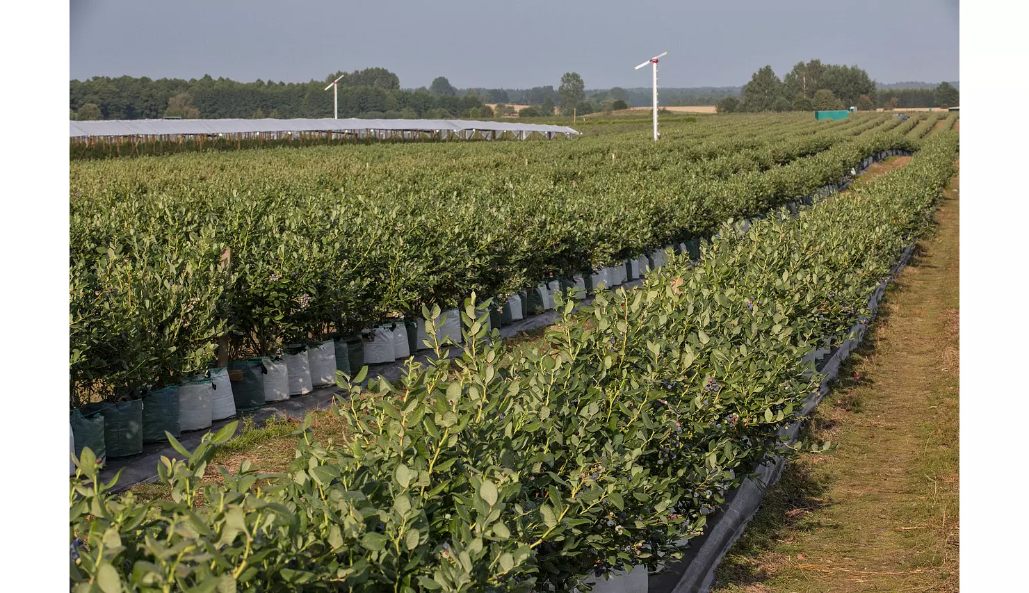 Chornyczya V Kontejnerah Vlitku
