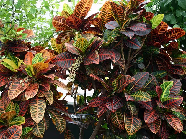 Croton Doma1a