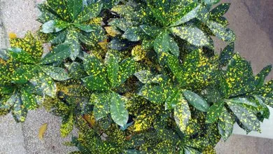 Croton Doma2a
