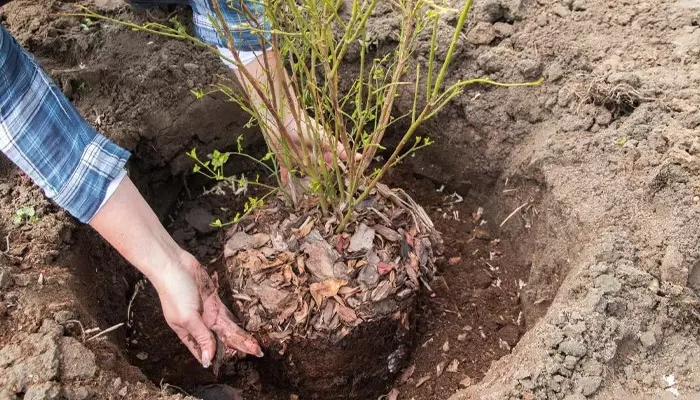 F9a96e259890df37db33337c8683332a