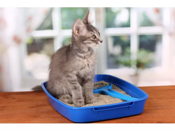 Kak Priuchit K Lotku 600x450 1