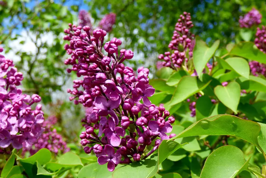 Lilacs Bloom