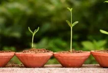 Rozmnojenna Nasinnam