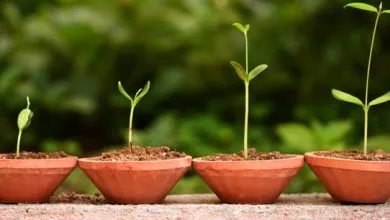 Rozmnojenna Nasinnam