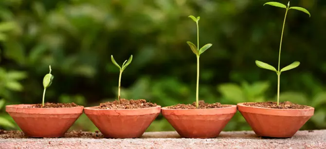 Rozmnojenna Nasinnam