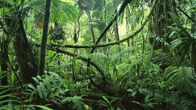 Tretina Roslin Tropichnoyi Afriki Znahoditsya 11