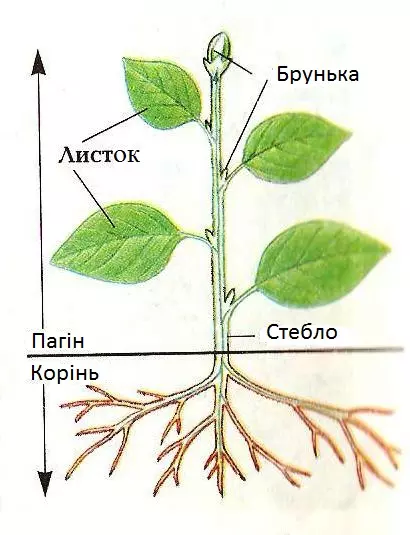 Vegetativni Organi