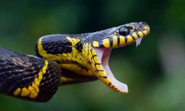 Where Do Snakes Live Header